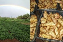 Sweetpotatoes harvested and in the field